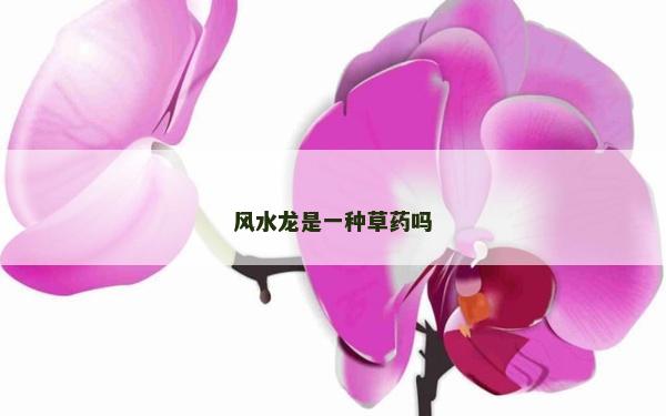 风水龙是一种草药吗