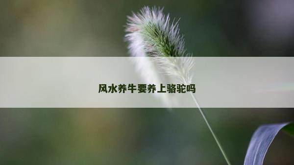 风水养牛要养上骆驼吗