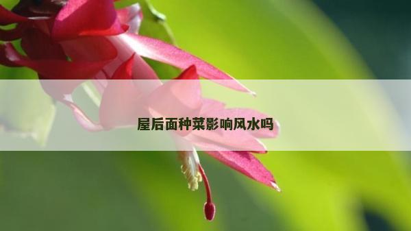 屋后面种菜影响风水吗