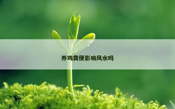 养鸡粪便影响风水吗