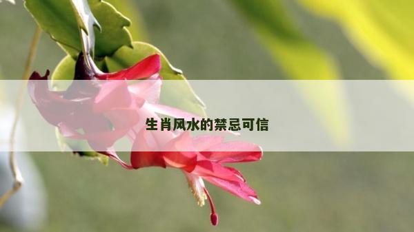 生肖风水的禁忌可信