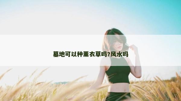 墓地可以种薰衣草吗?风水吗