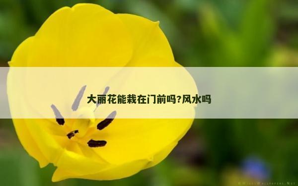 大丽花能栽在门前吗?风水吗