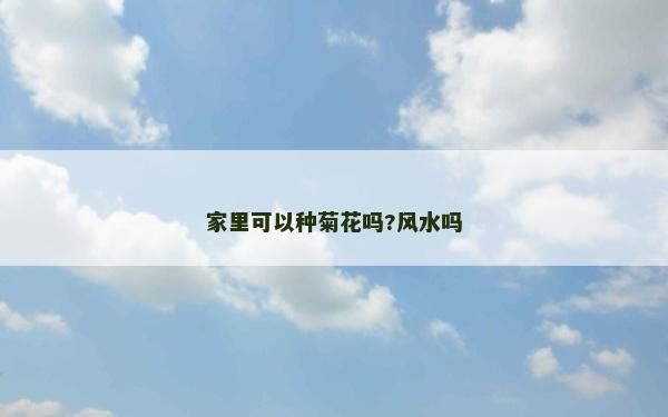 家里可以种菊花吗?风水吗