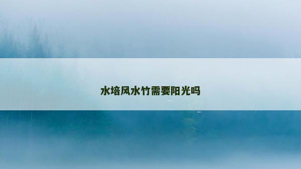 水培风水竹需要阳光吗
