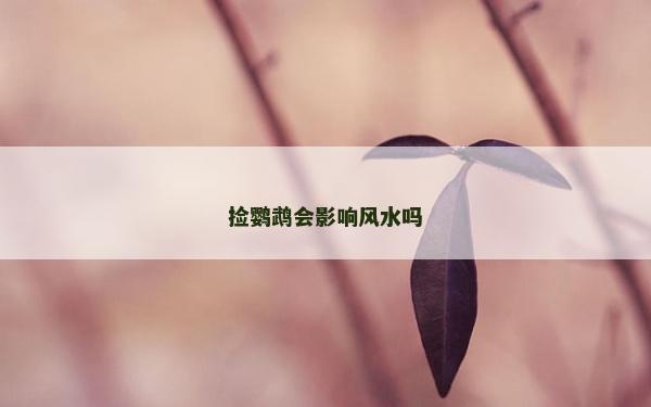 捡鹦鹉会影响风水吗