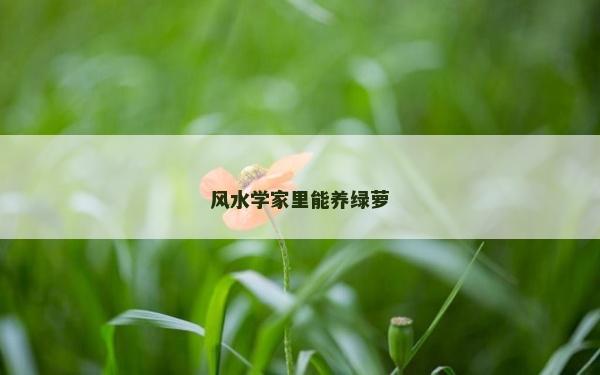 风水学家里能养绿萝