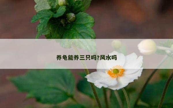 养龟能养三只吗?风水吗