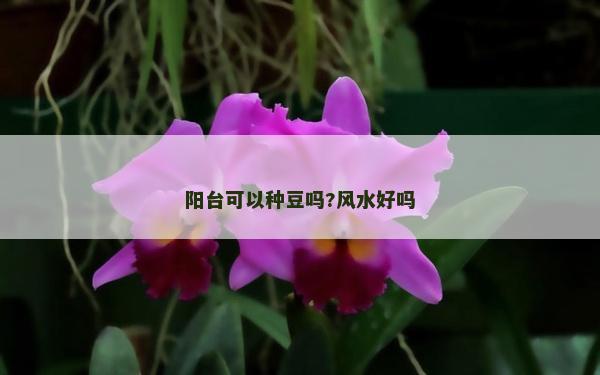 阳台可以种豆吗?风水好吗