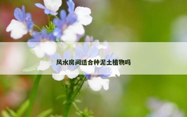 风水房间适合种泥土植物吗
