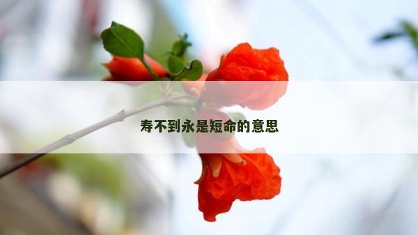 寿不到永是短命的意思