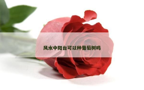 风水中阳台可以种葡萄树吗
