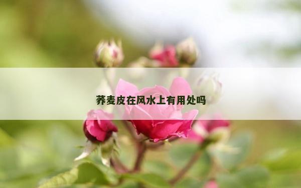 荞麦皮在风水上有用处吗