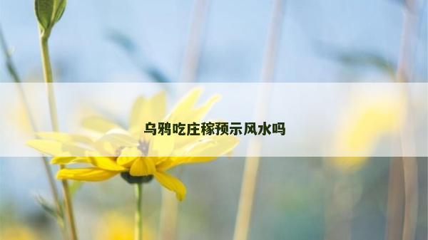 乌鸦吃庄稼预示风水吗