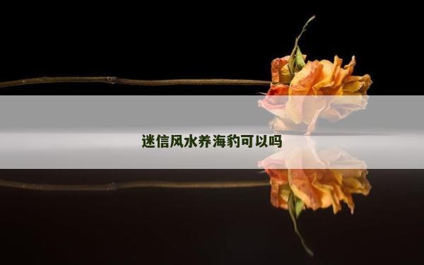 迷信风水养海豹可以吗