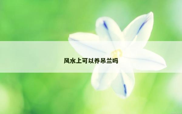 风水上可以养吊兰吗