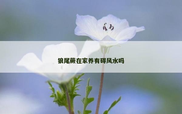 狼尾蕨在家养有碍风水吗