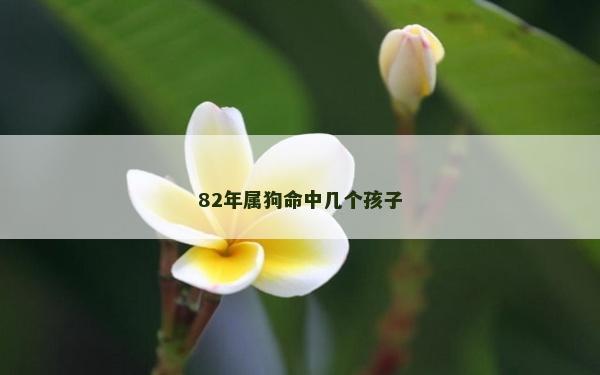 82年属狗命中几个孩子
