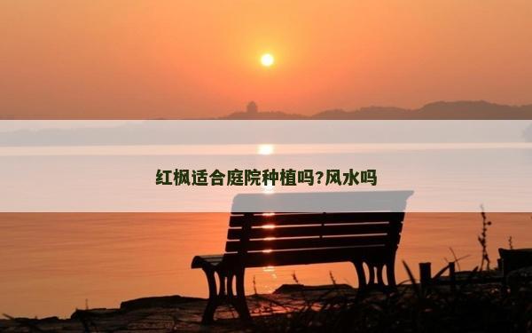 红枫适合庭院种植吗?风水吗
