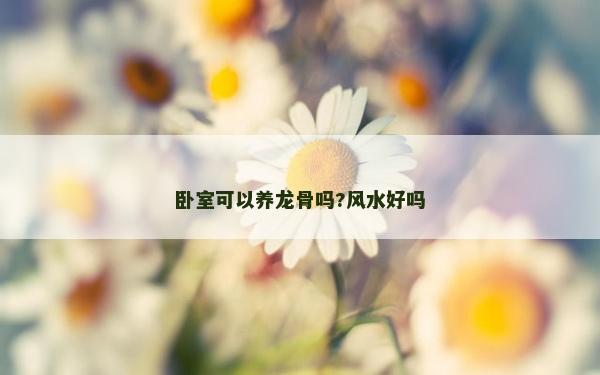 卧室可以养龙骨吗?风水好吗