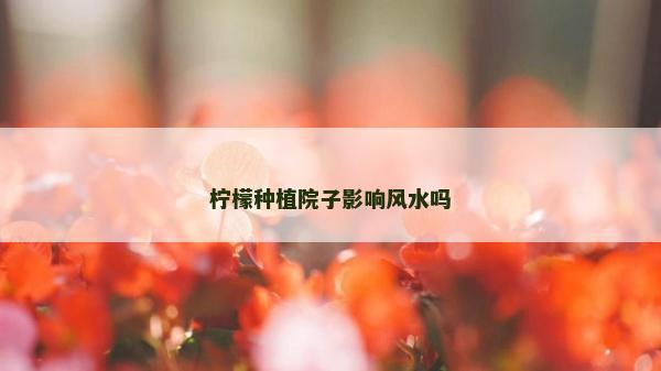 柠檬种植院子影响风水吗