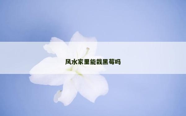 风水家里能栽黑莓吗