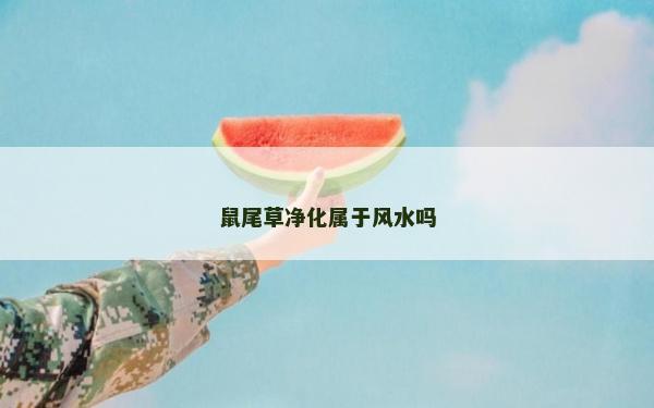 鼠尾草净化属于风水吗