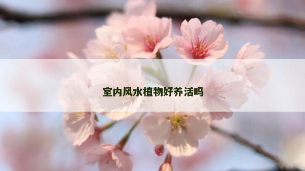 室内风水植物好养活吗