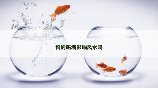 狗的磁场影响风水吗