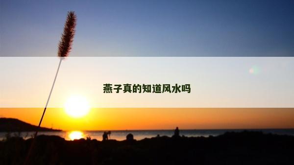 燕子真的知道风水吗