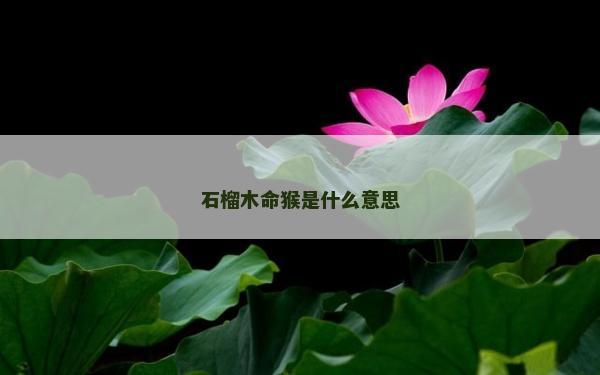石榴木命猴是什么意思