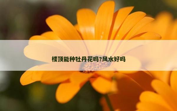 楼顶能种牡丹花吗?风水好吗