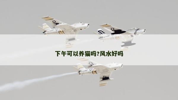下午可以养猫吗?风水好吗
