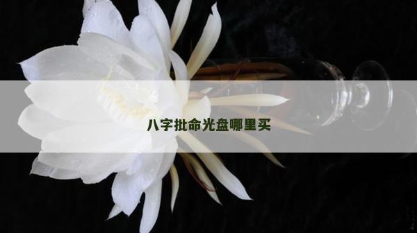 八字批命光盘哪里买
