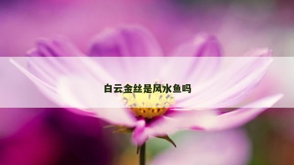 白云金丝是风水鱼吗