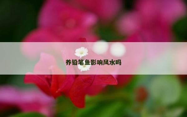 养铅笔鱼影响风水吗