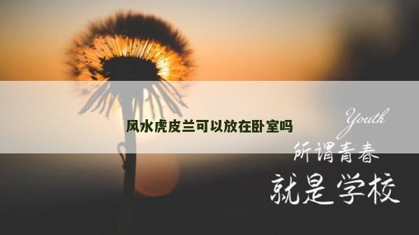 风水虎皮兰可以放在卧室吗