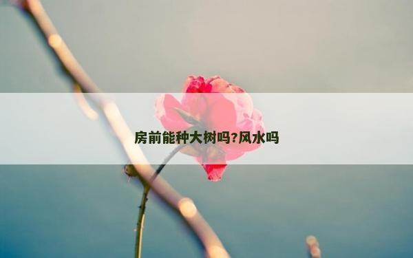 房前能种大树吗?风水吗