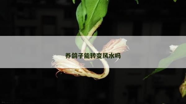 养鸽子能转变风水吗