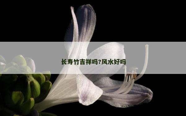 长寿竹吉祥吗?风水好吗