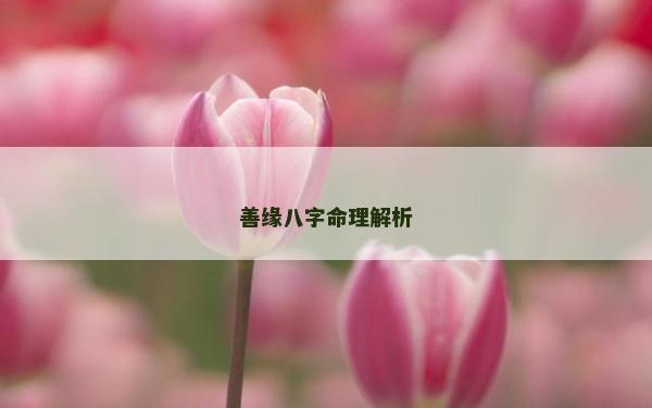 善缘八字命理解析