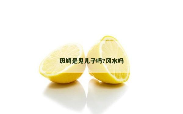 斑鸠是鬼儿子吗?风水吗