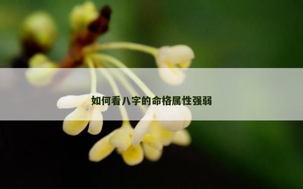 如何看八字的命格属性强弱