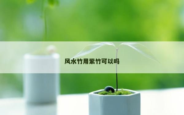 风水竹用紫竹可以吗