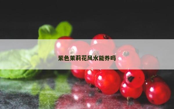 紫色茉莉花风水能养吗