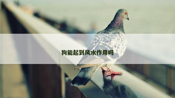 狗能起到风水作用吗