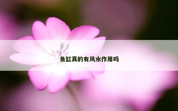鱼缸真的有风水作用吗