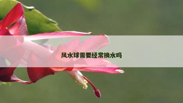 风水球需要经常换水吗