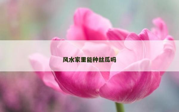 风水家里能种丝瓜吗