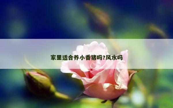 家里适合养小香猪吗?风水吗